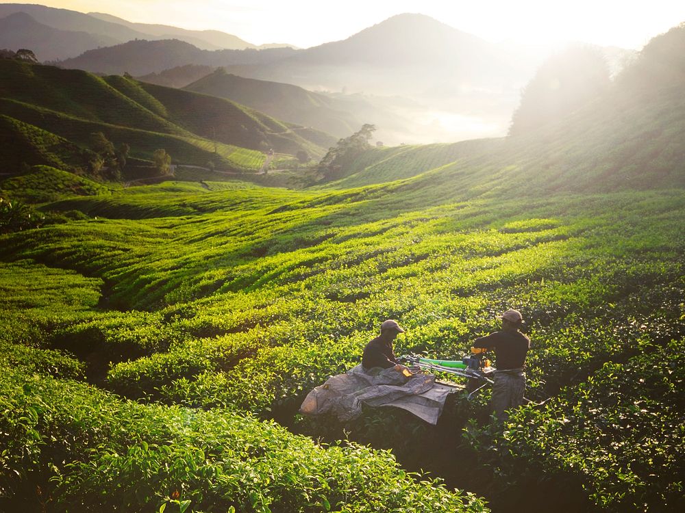 Tea pickers at dawn