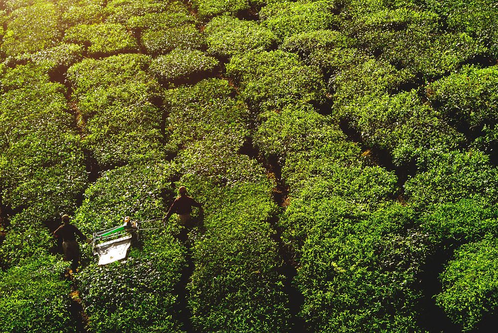 Pickers harvesting tea leaves.