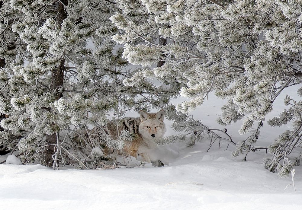A coyote blends into its surroundings in mid-winter in Yellowstone National Park in northern Wyoming. Original image from…