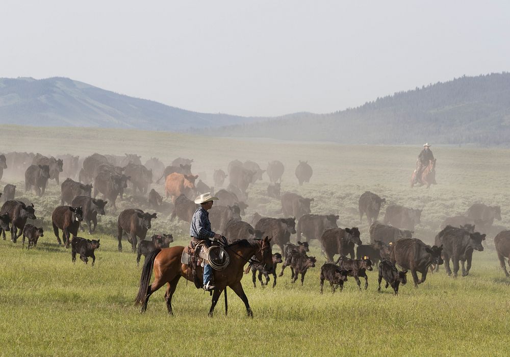 Ranch manager Mark Dunning oversees a roundup at the Big Creek cattle ranch near the Colorado border in Carbon County…