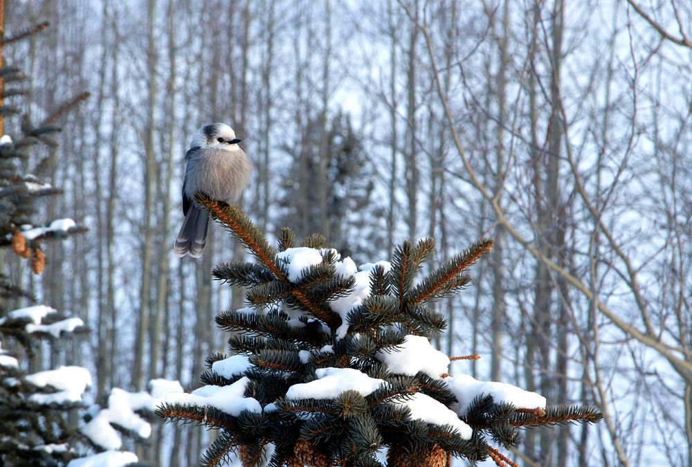 A pretty songbird fluffs up to ward off the cold in the woods near Aspen. Original image from Carol M. Highsmith&rsquo;s…