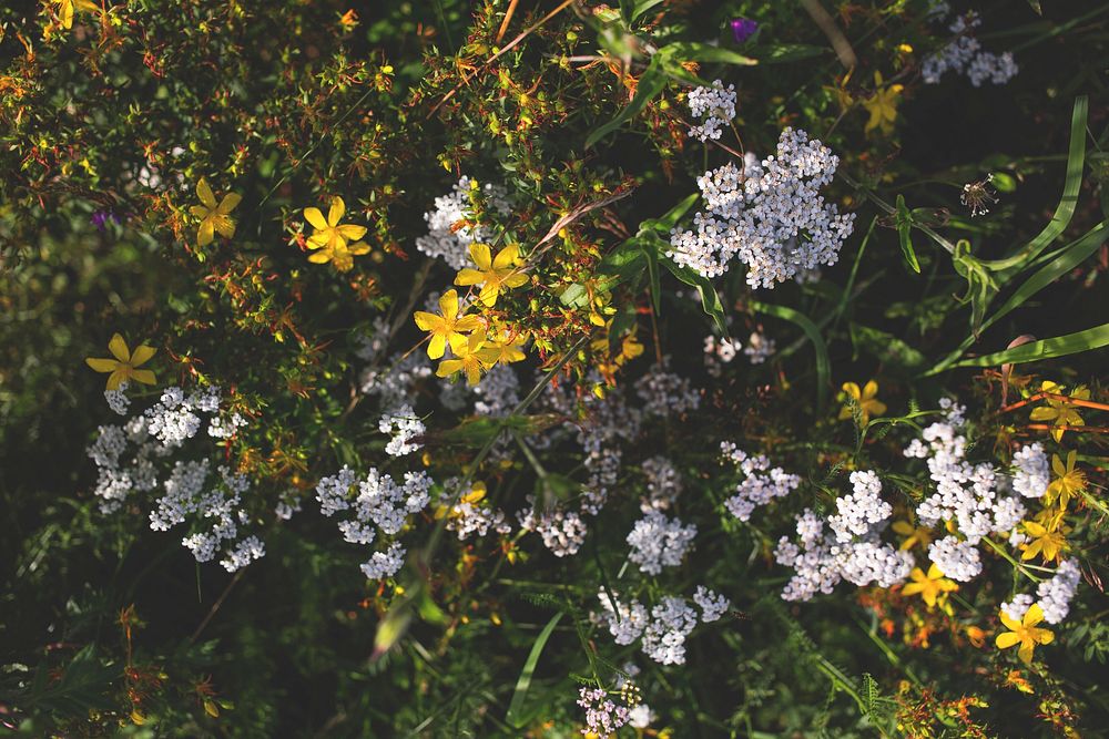 Free white flower background image, public domain spring CC0 photo.