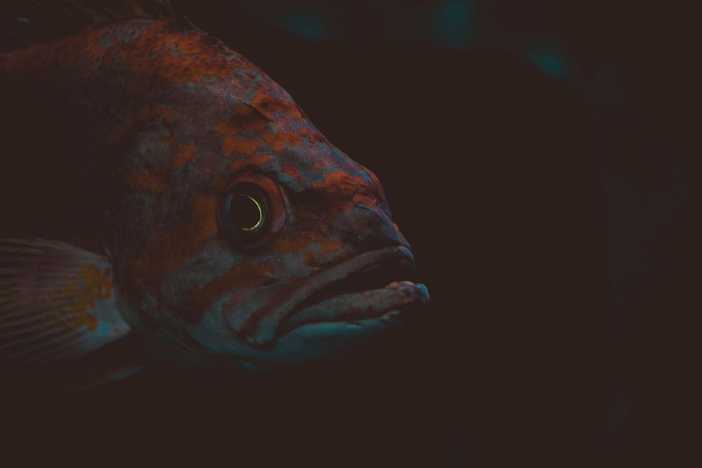 Free fish in the dark image, public domain animal CC0 photo.