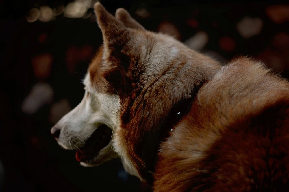 Free Siberian Husky dog image, public domain CC0 photo.
