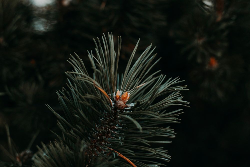 Free close up small conifer image, public domain nature CC0 photo.