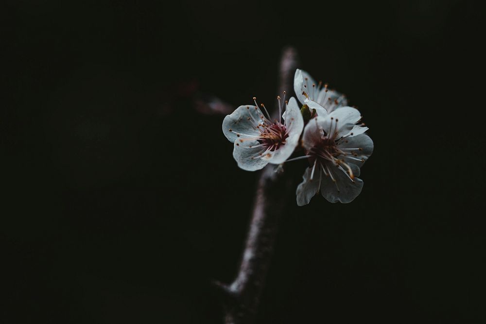 Free white flower background image, public domain spring CC0 photo.