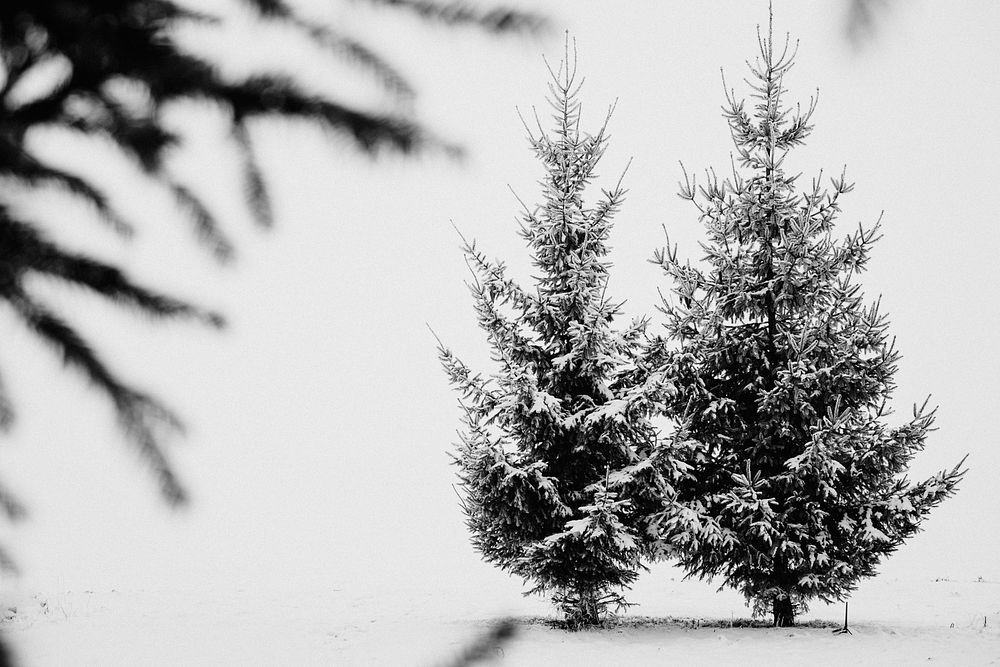 Free winter image, public domain tree CC0 photo.
