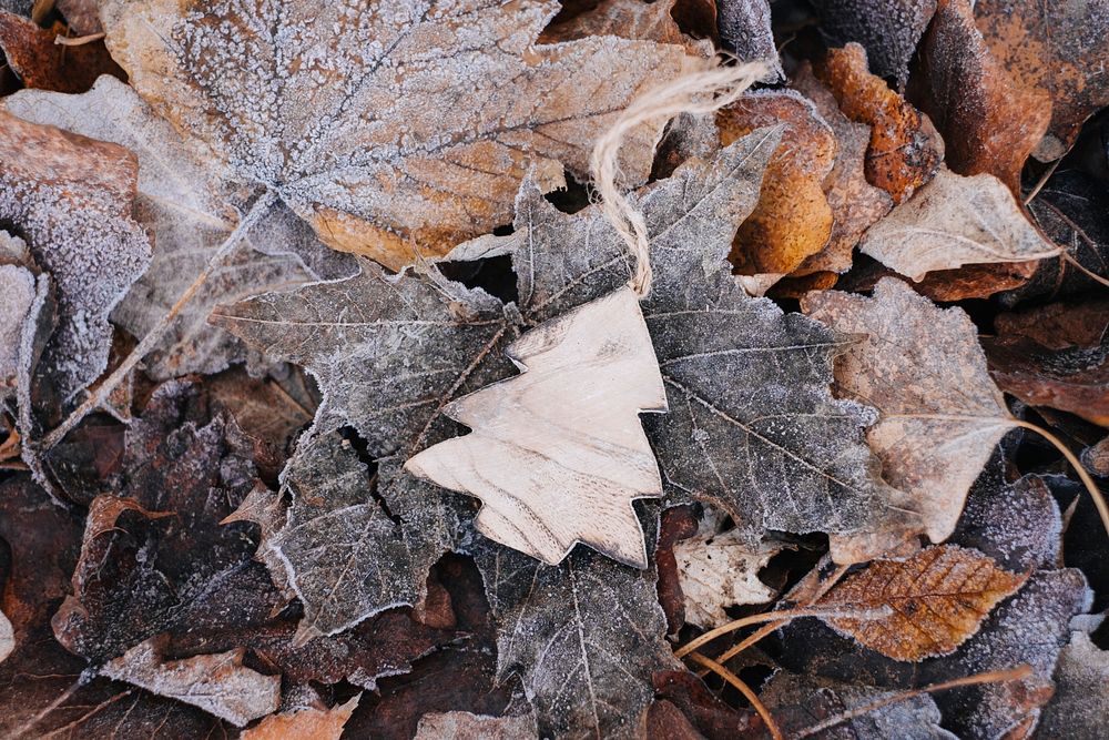 Free close dry maple leaf image, public domain plant CCO photo.