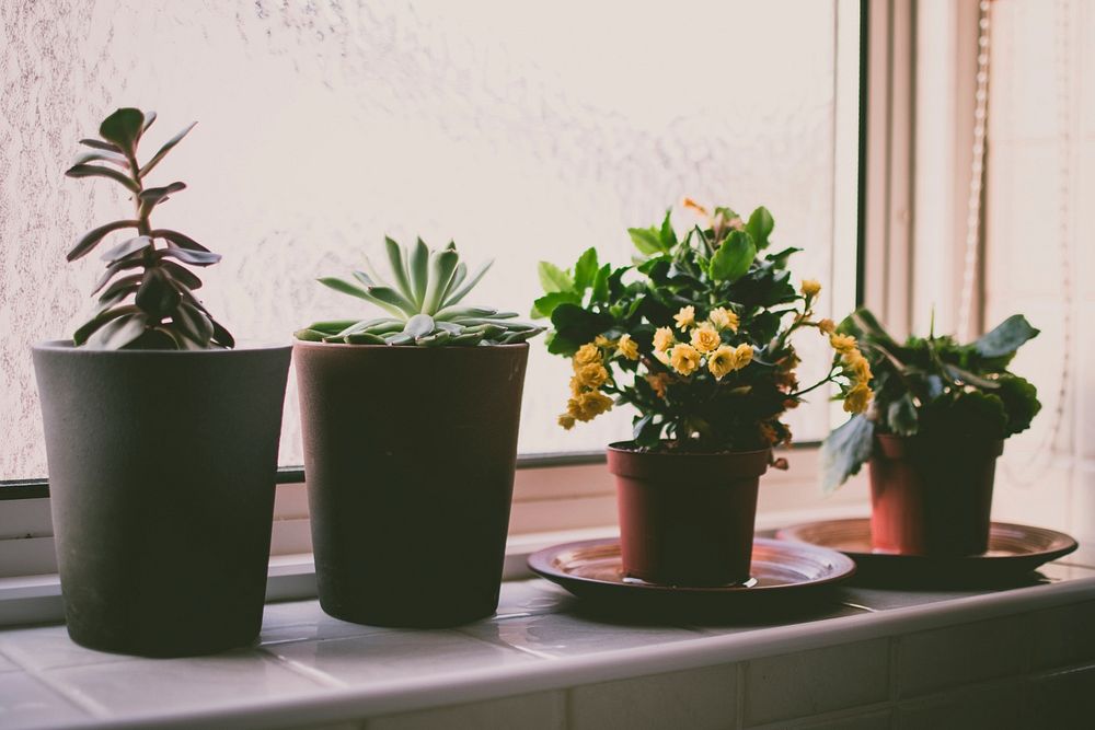 Free decorative pot and plant near window image, public domain design CC0 photo.