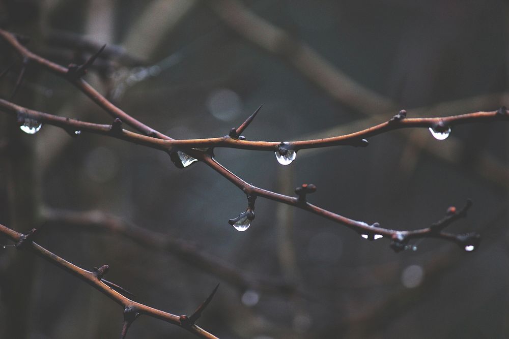 Free water drop on branch image, public domain nature CC0 photo.