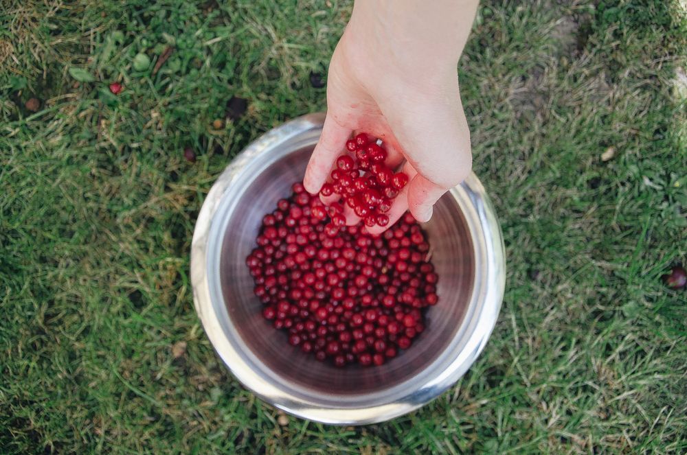 Free red berries on hand image, public domain fruit CC0 photo.