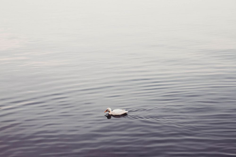 Free duck swimming in a lake image, public domain CC0 photo