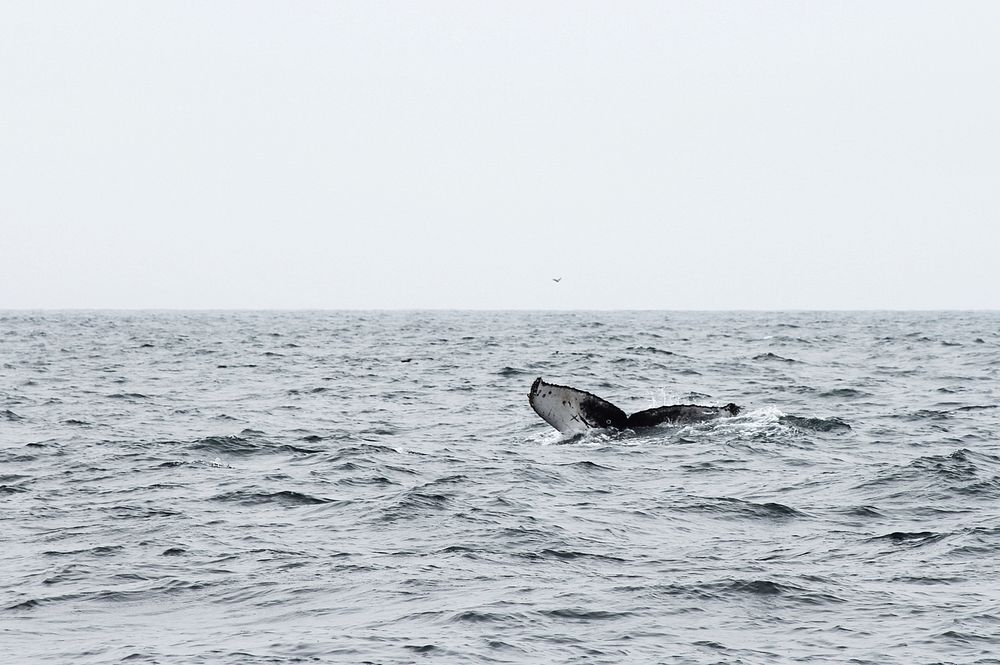 Free whale tail in the ocean image, public domain CC0 photo.