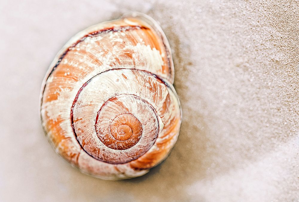 Free close up shell on the beach image, public domain sea life CC0 photo.