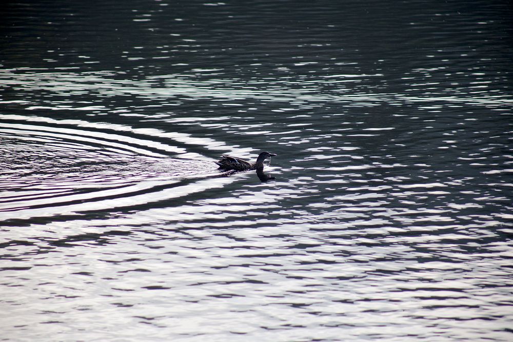 Free duck swimming in a lake image, public domain CC0 photo