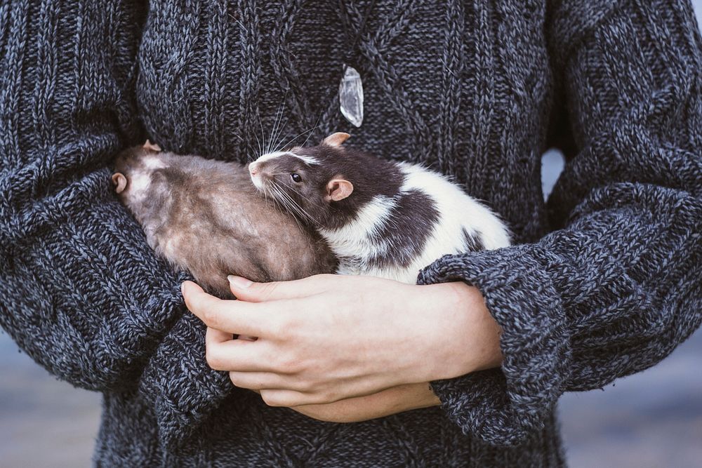 Person holding mice, free public domain pet CC0 photo.