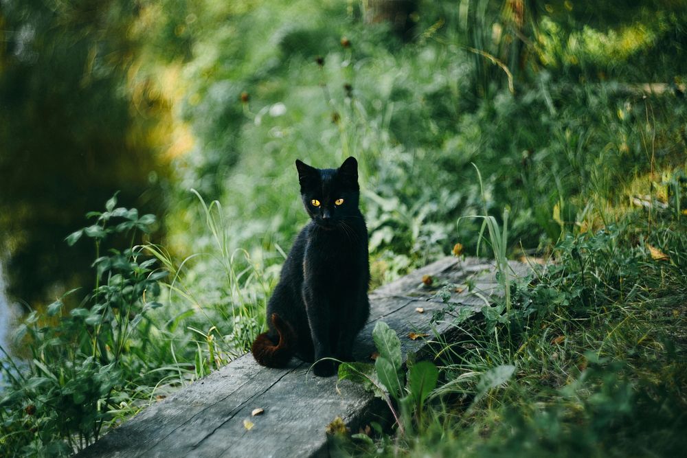 Free black bombay cat image, public domain CC0 photo.