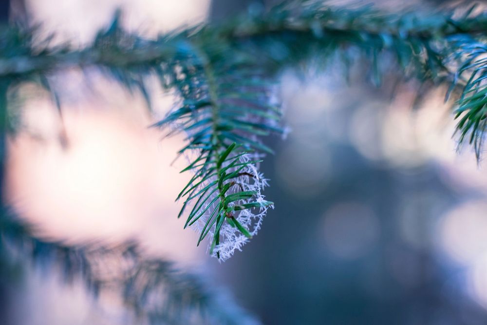 Free close up conifer image, public domain plant CC0 photo.