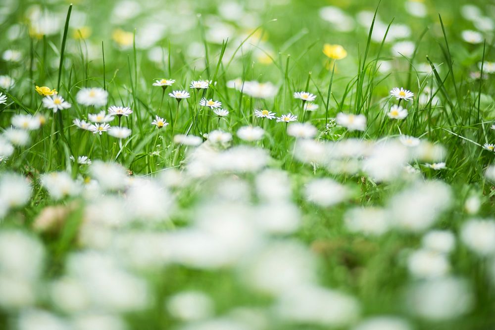 Free daisy background image, public domain flower CC0 photo.