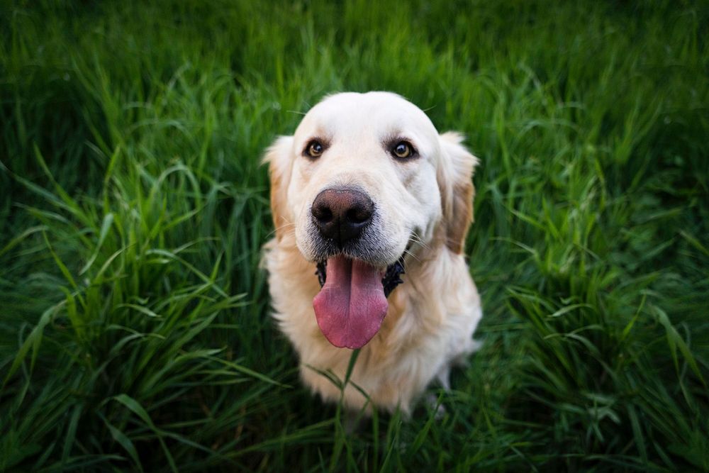 Free golden retriever dog on tall grass field image, public domain animal CC0 photo.