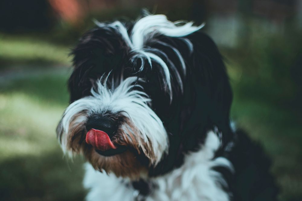 Free black and white dog licking nose image, public domain animal CC0 photo.