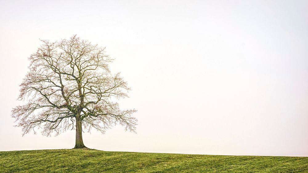 Free tree on a hill public domain CC0 photo.