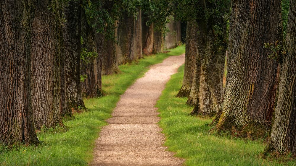 Free trees and greenery image, public domain nature CC0 photo.