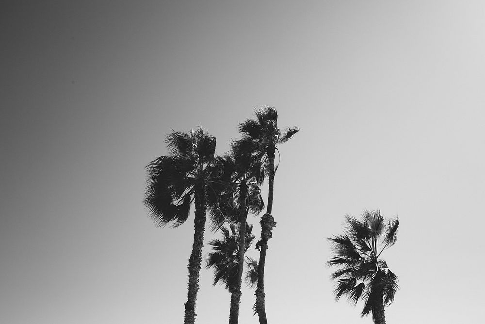 Moody Palm Trees, free public domain CC0 photo.