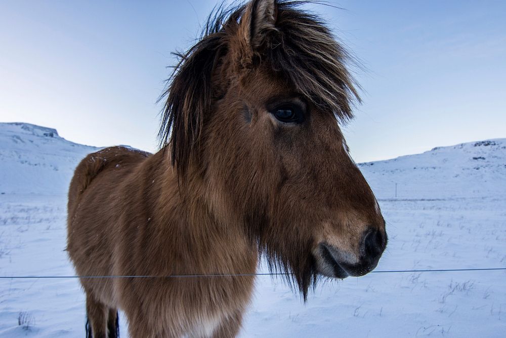 Free winter wild horse image, public domain animal CC0 photo.