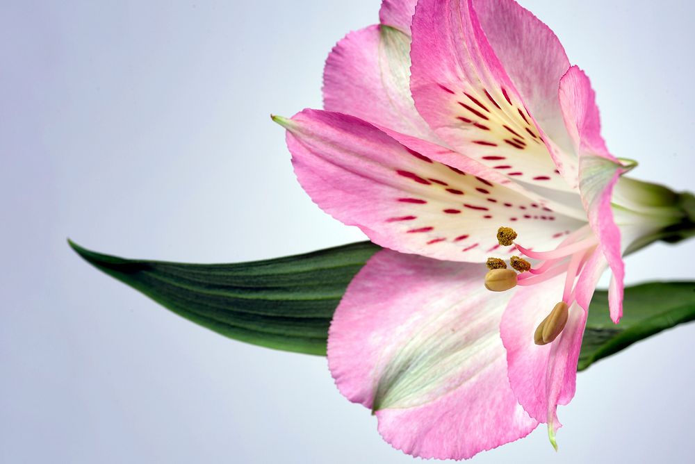 Free pink tiger lily image, public domain flower CC0 photo.