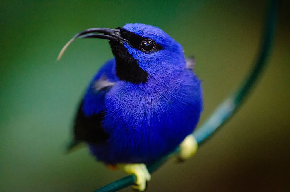 Free blue exotic bird image, public domain CC0 photo.