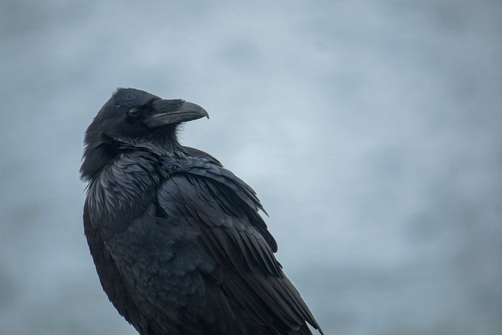 Free raven bird image, public domain CC0 photo.