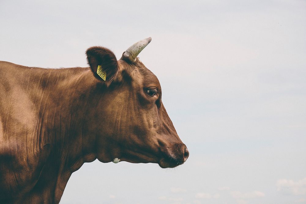 Free close up of cow's head side view image, public domain animal CC0 photo.