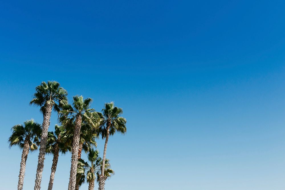 Free palm tree, blue sky image, public domain botanical CC0 photo.
