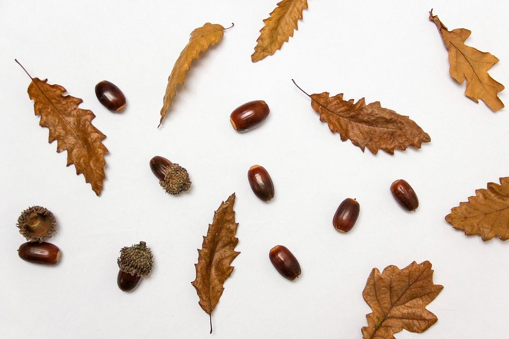 Acorns and Leaves Flat Lay 