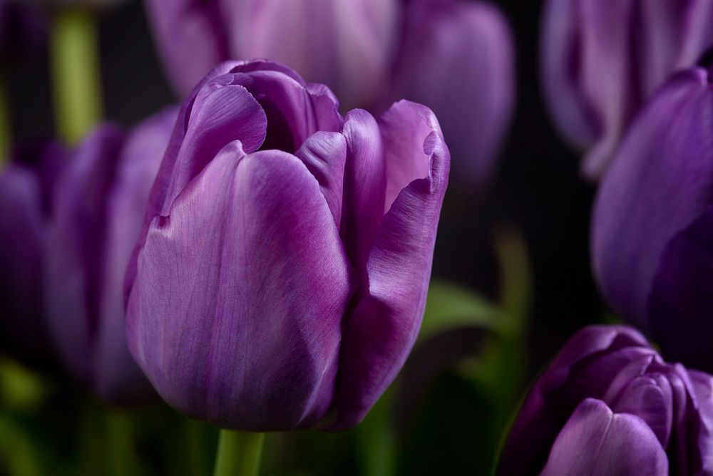 Free purple tulip image, public domain flower CC0 photo.
