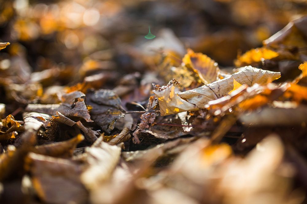 Free fallen autumn leaves image, public domain autumn CC0 photo.