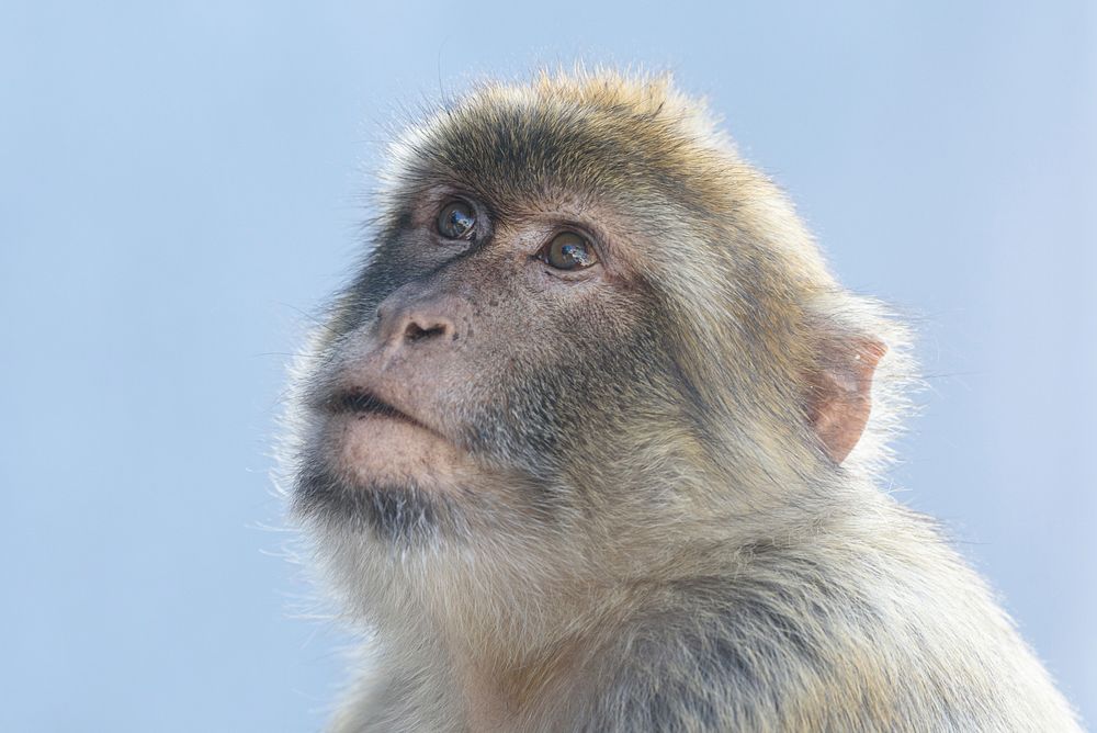 Free Barbary macaque portrait photo, public domain animal CC0 image.