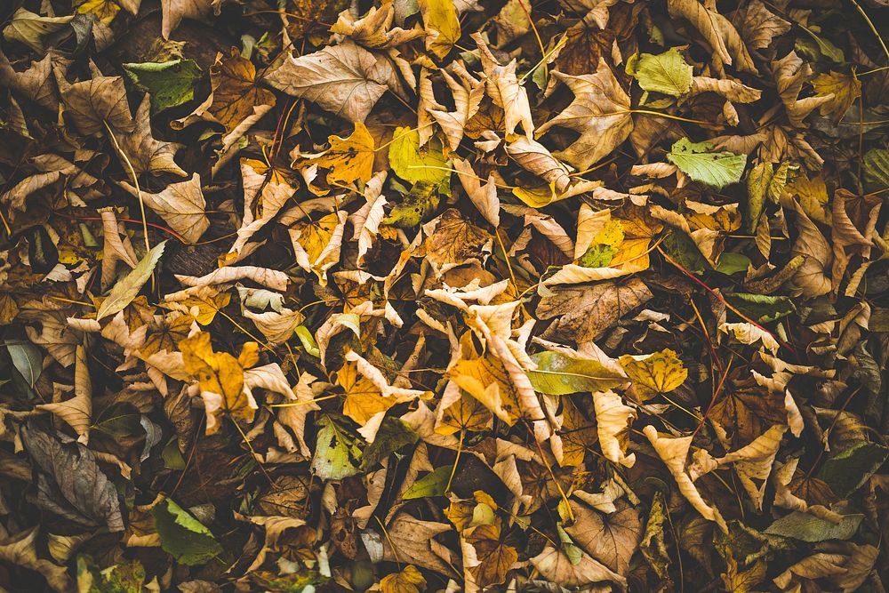 Free brown & green autumn leaves image, public domain nature CC0 photo.