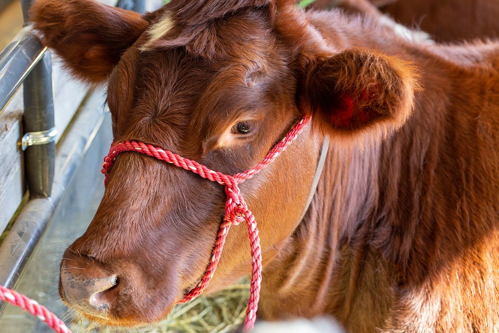 Free close up brown cow's face with harness image, public domain animal CC0 photo.