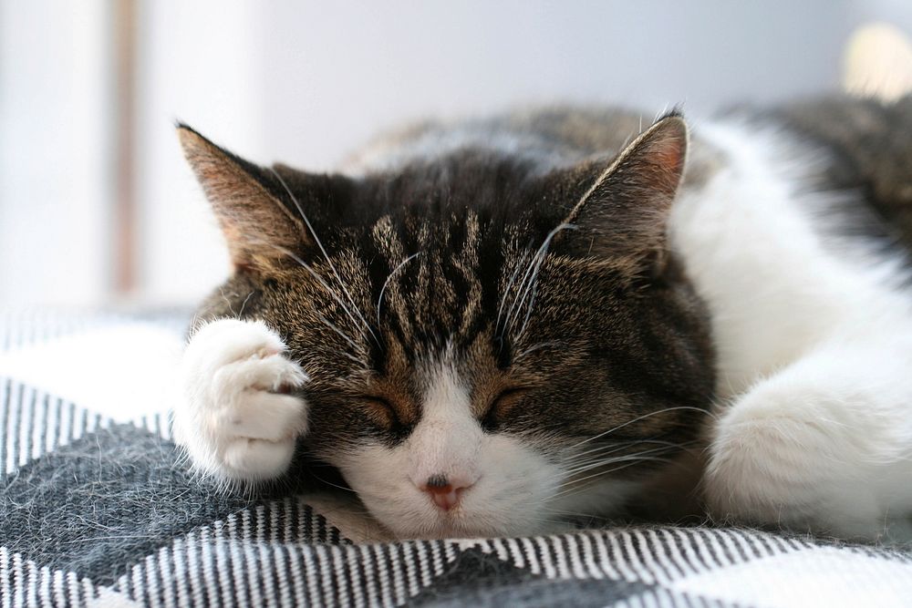 Free cute cat taking a nap image, public domain CC0 photo.