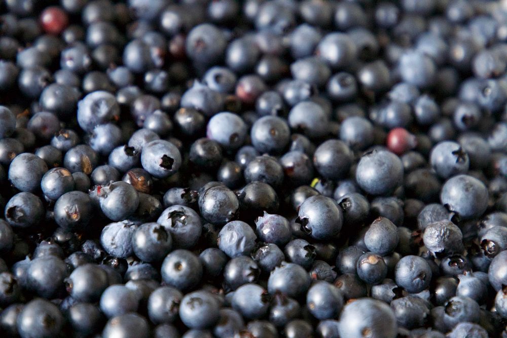 Free blueberries image, public domain fruit CC0 photo.