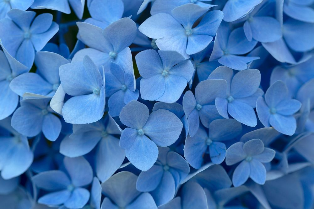 Free blue hydrangea background image, public domain flower CC0 photo.