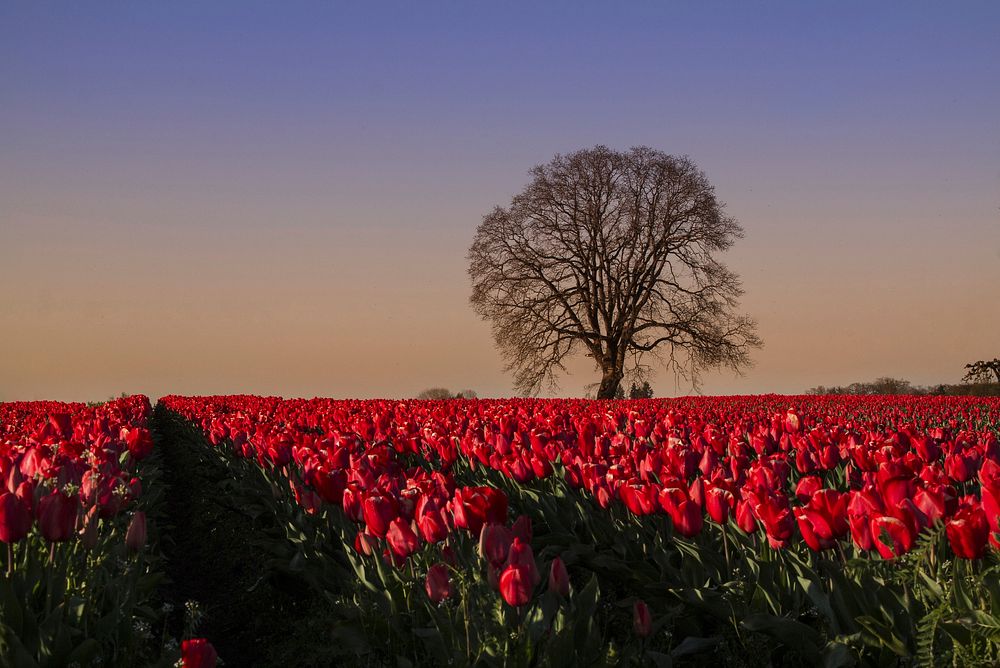 Free red tulip image, public domain flower CC0 photo.