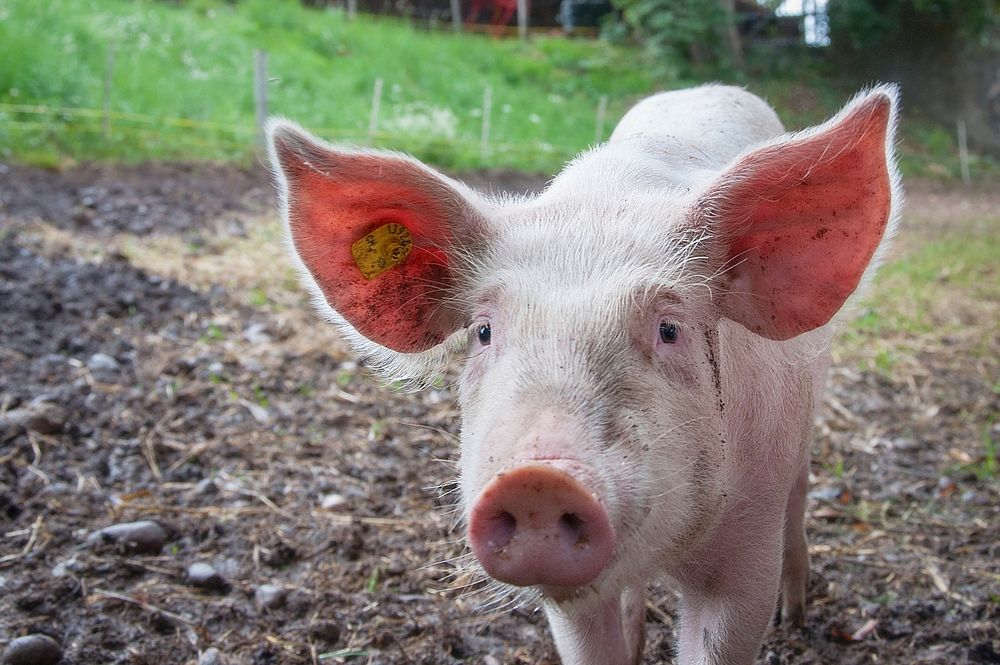 Free pig image, public domain farm animal CC0 photo.