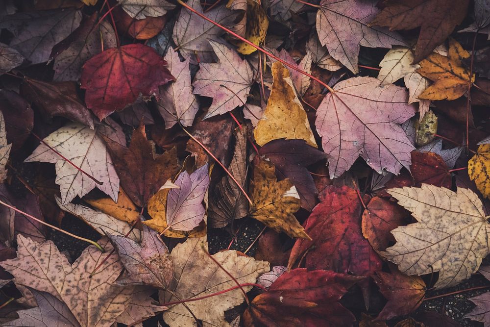 Free ground full of fall leaves photo, public domain nature CC0 image.