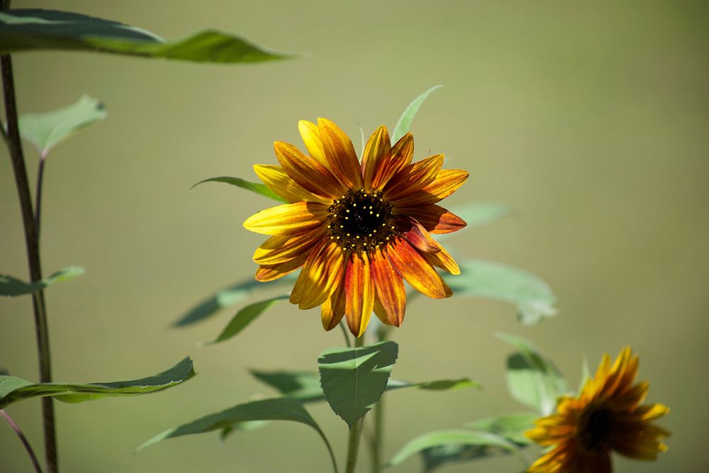 Free sunflower image, public domain flower CC0 photo.