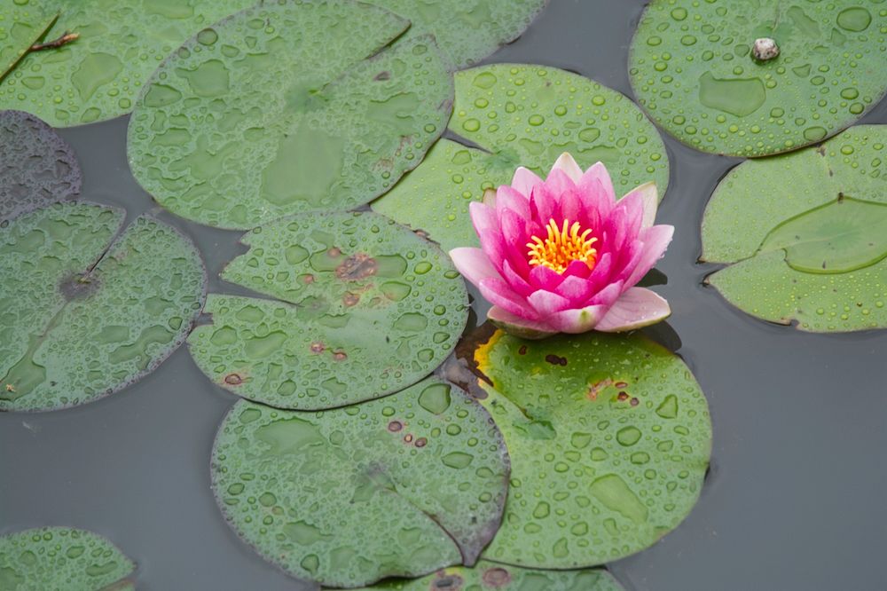 Water Flower Lotus Free Photo rawpixel
