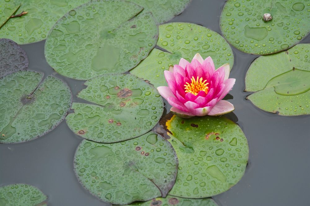 Water Flower Lotus 
