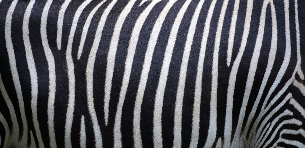 Free zebra stripe closeup image, public domain animal CC0 photo.